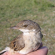 Törnsångare, Sundre 20070607